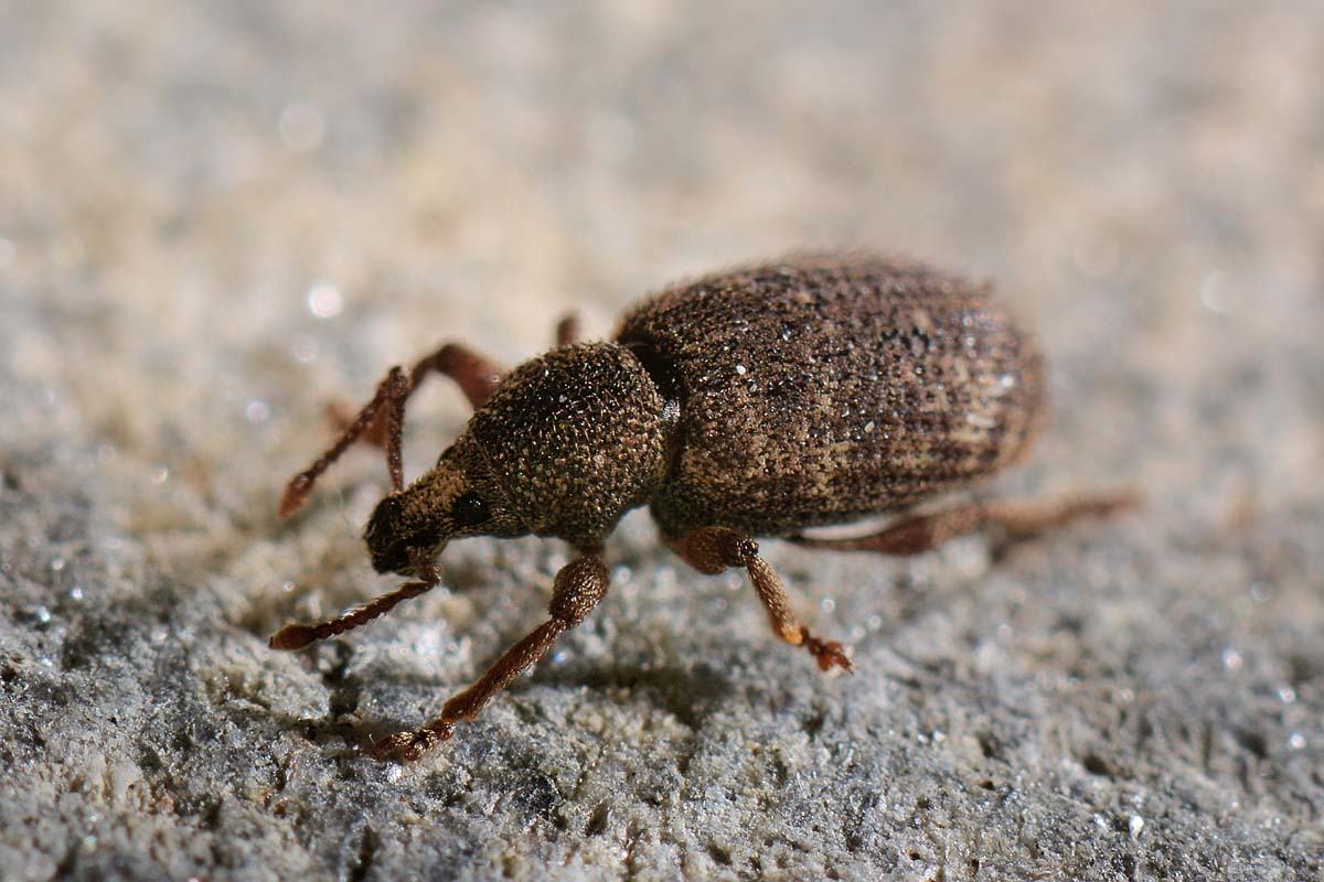 Otiorhynchus cf. singularis - Curculionidae